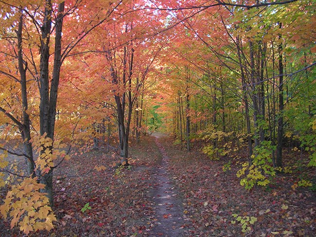 Five Activities To Enjoy In The Fall